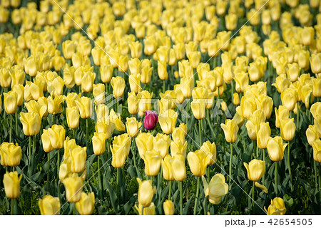 チューリップ 黄色 イエロー 42654505