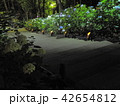 ライトアップ 42654812