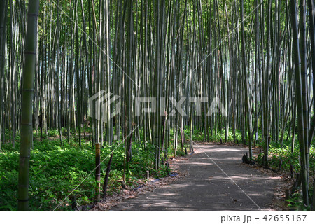 竹林の散策路-2 竹林の散策路-2 42655167