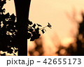 夕暮れ時のイチョウの葉のシルエット 42655173