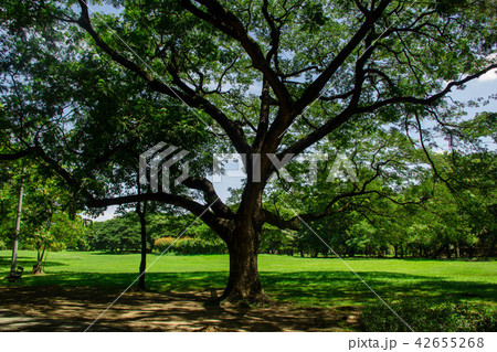 big tree in garden 42655268