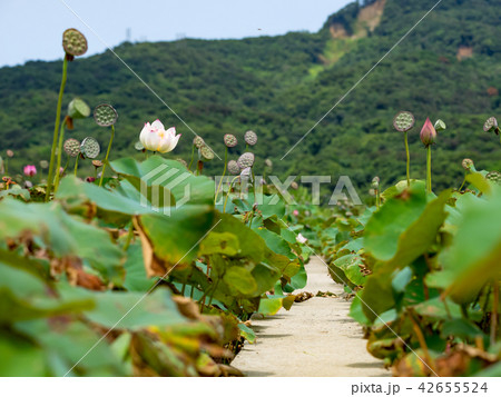 blooming lotus flower blooming lotus flower 42655524