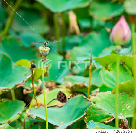 blooming lotus flower blooming lotus flower 42655555
