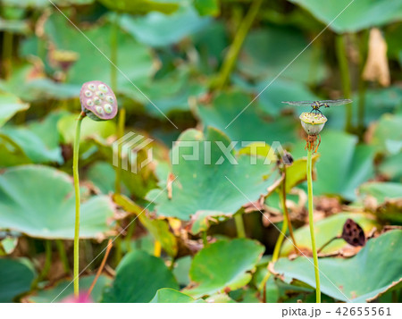 blooming lotus flower 42655561