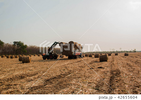 Farmers harvesting hay by tractores Farmers harvesting hay by tractores 42655604