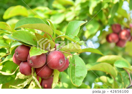 姫りんご　アルプス乙女 42656100