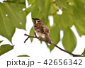 木陰のスズメ 42656342