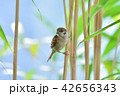 スズメの"逆鯉のぼり"の体勢 42656343