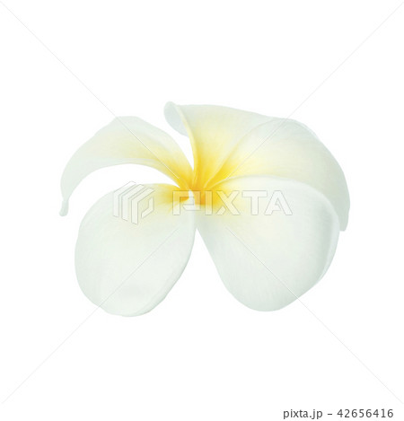 Frangipani flower isolated on white 42656416