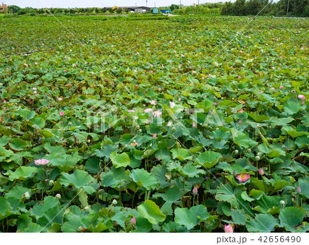 countryside in Taiwan 42656490
