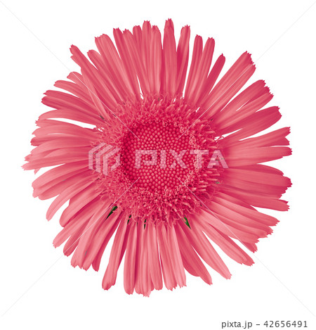 red wild flower isolated on white background 42656491