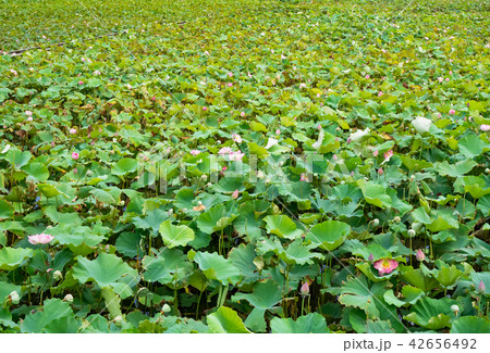 countryside in Taiwan 42656492