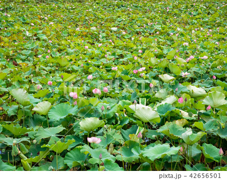 countryside in Taiwan 42656501