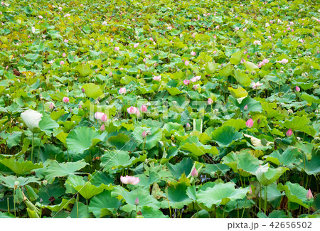 countryside in Taiwan countryside in Taiwan 42656502