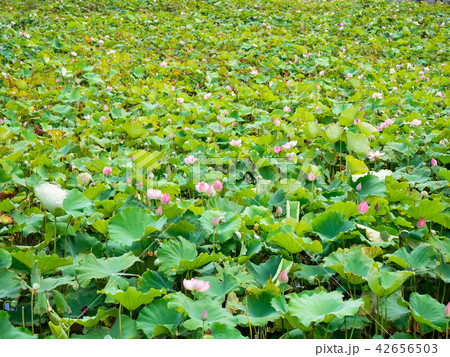 countryside in Taiwan 42656503