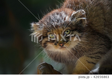 Close up portrait of manul kitten 42656863
