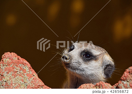 Close up portrait of meerkat looking away 42656872