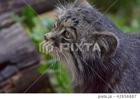 Close up side profile portrait of manul Pallas cat 42656887