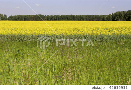 Field with growing rapeseed for diesel fuel Field with growing rapeseed for diesel fuel 42656951