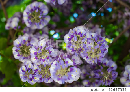 藤の花 42657351