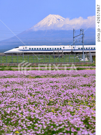 レンゲ畑と新幹線と富士山-5473 42657867