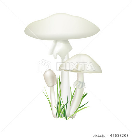 Toadstool Death Cup Mushroom Amanita Phalloides のイラスト素材