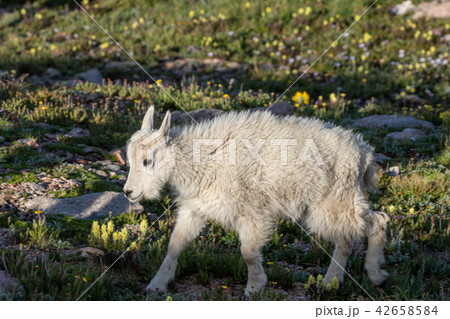 Mountain Goat Kid 42658584