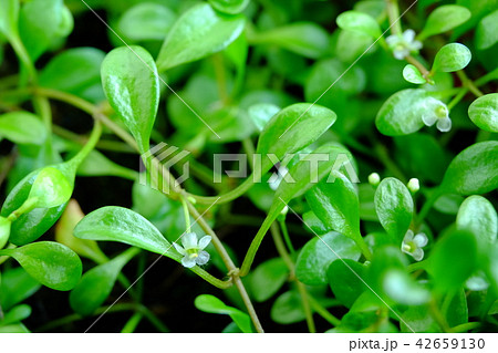 小さな花(3~4mm) 42659130