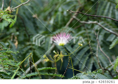 朝咲きのネムノキの花 朝咲きのネムノキの花 42659261