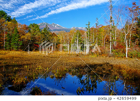 乗鞍高原-どじょう池の紅葉 42659499
