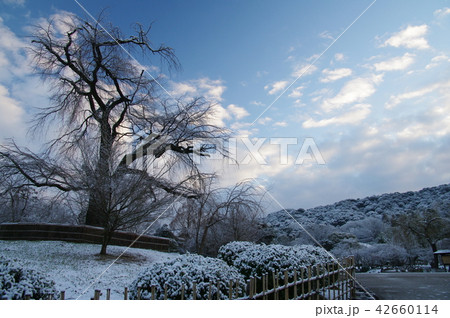 早朝 円山公園雪景 42660114