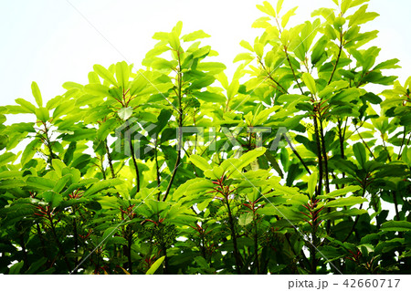 新緑のユズリハ 新緑のユズリハ 42660717