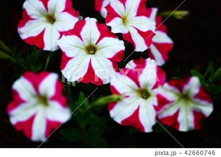 ペチュニア　白と赤色の花 42660746