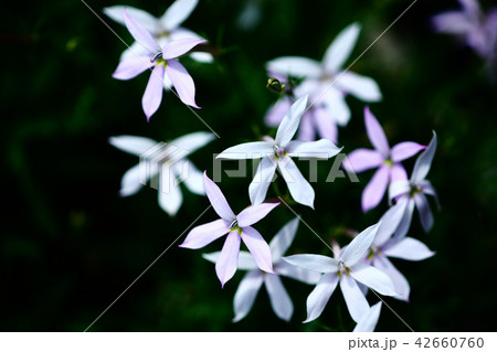 イソトマの花 イソトマの花 42660760