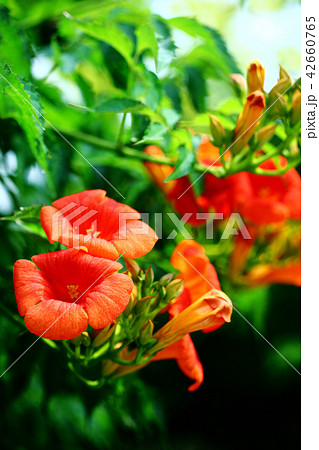 ノウゼンカズラの花 42660765