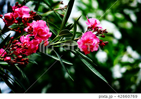 キョウチクトウ　紅色の花 42660769