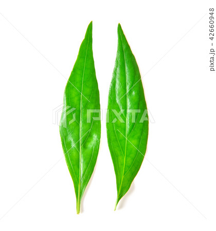 Andrographis paniculata on white background Andrographis paniculata on white background 42660948