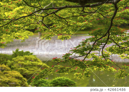 日本庭園 新緑の仙洞御所 日本庭園 新緑の仙洞御所 42661486