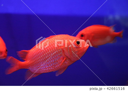 水族館で撮影 赤い魚 の写真素材