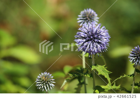 アーティチョークの花 アーティチョークの花 42661525