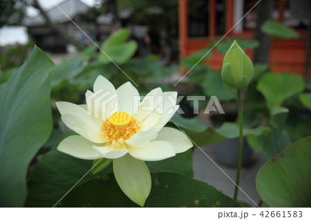 中山寺　ハスの花 42661583