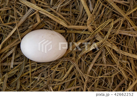 Duck eggs on the nest Duck eggs on the nest 42662252