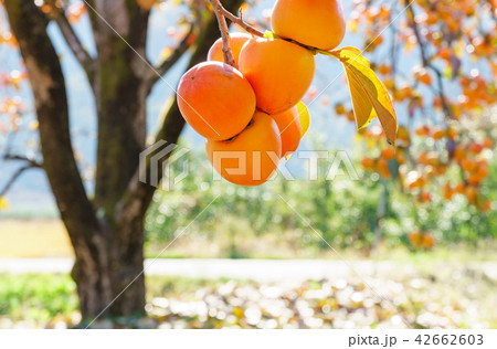 感 柿の木 秋 42662603