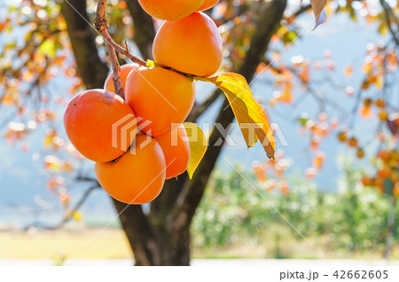 感 柿の木 秋 42662605