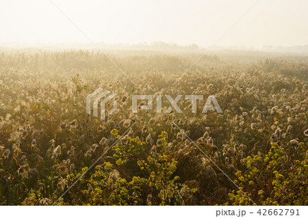 葦 秋 華城市 42662791