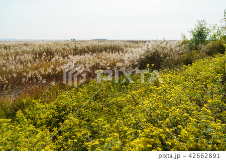 葦 秋 華城市 42662891