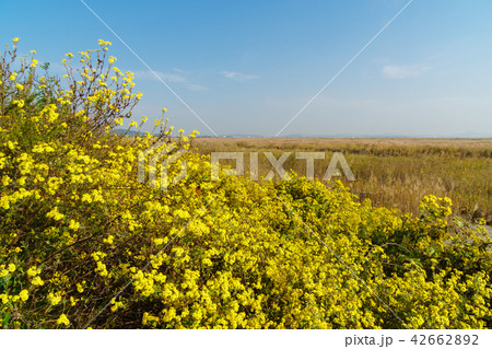 葦 秋 華城市 42662892