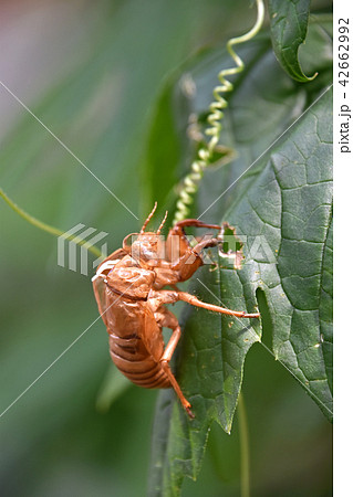 蝉の脱け殻 42662992