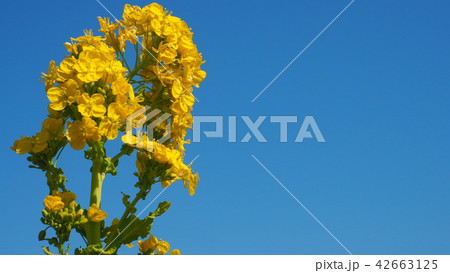 菜の花 菜の花 42663125