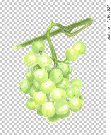 Grape Seto Giants Grape Seto Giants 42663624